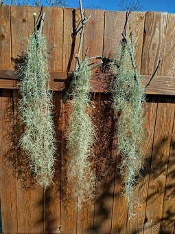 Tillandsia usneoides - 2