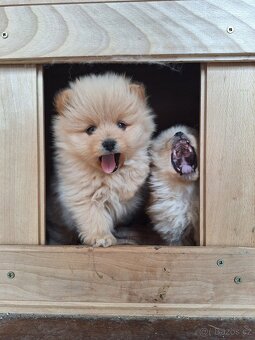 Pomeranian - 2