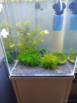 🌿 Krevetárium 30l 🌿 - 2