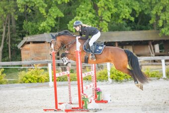 Pony klisna do sportu 6 let/ 146 KVH kat. B - 2