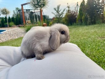 Zakrslý beránek Minilop - samičky - 2