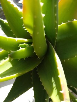Prodám léčivku Aloe Vera - 2