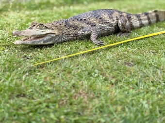 CAIMAN CROCODILUS - 2