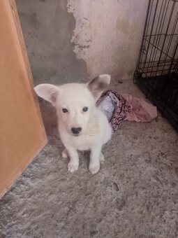 Bordó kolie x německý špic - 2