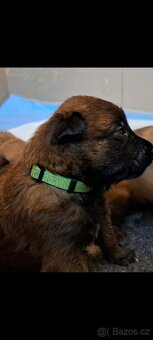 Belgický ovčák malinois s PP - 2