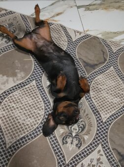 Jezevčík trpasličí - 2