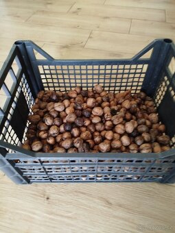 Vlašské ořechy neloupané 8 kg - 2
