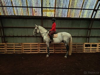 Prodám starokladrubského hřebce - 2