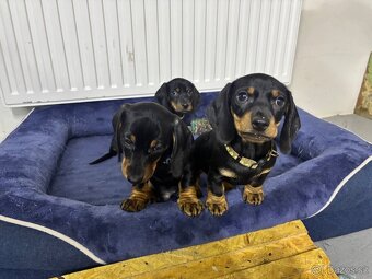 Jezevčík trpasličí hladkosrsty - 2