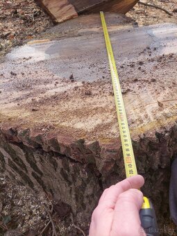 Prodám KMEN OŘEŠÁKU - 2