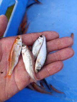 Jelec jesen zlatý, modrý - 2