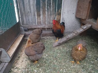 Násadová vejce - 2