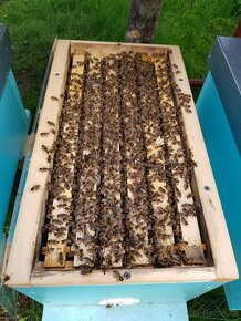 Včelí oddělky Langstroth 2/3, 5 rámků, rok 2024 - 2
