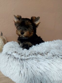 Yorkshire terrier - 2