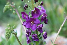 Divizna brunátná - Verbascum phoeniceum 1000 semen 50 Kč - 2