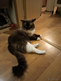 Ragdoll bez PP kotě/kocourek - 2