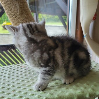 Britská koťátka WHISKAS - 2