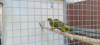 Papoušek horský (kouřový) - 2