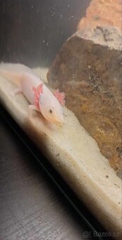 Axolotl 3x plus akvarko - 2