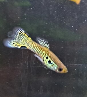 Pavi očko Yellow Cobra - 2