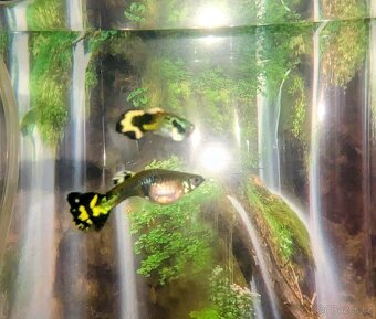 Akvarijní rybičky - paví očka - 2