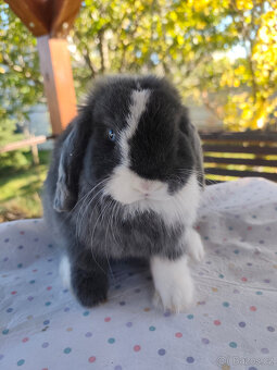 Minilop, zakrsly beranek - 2