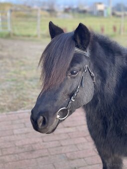 Klisna Shetlandský pony - 2