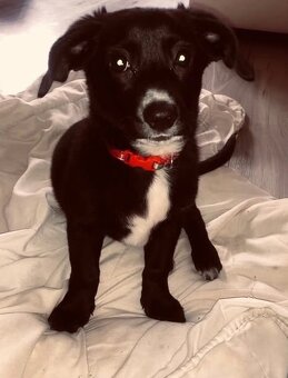 Prodám štěně labrador X Voříšek - 2