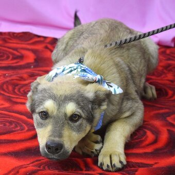 pratelská Franciska hledá domov - 2