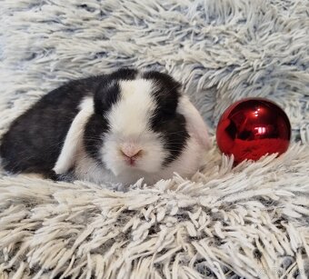 Minilop - anglický zakrslý beránek s VP - 2