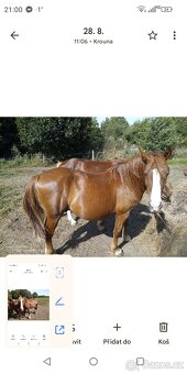 Valach qh x norik - 2