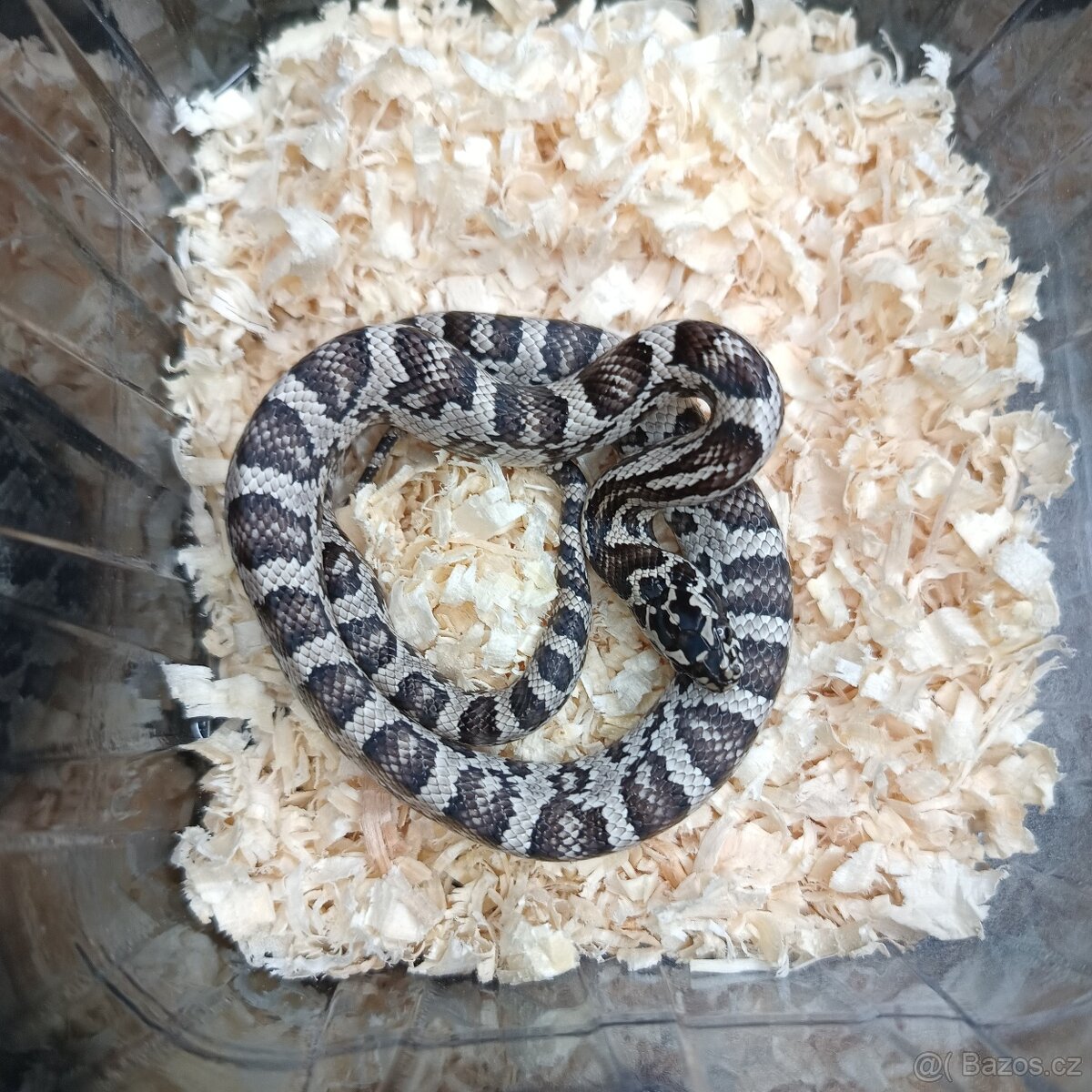 Užovka červená - Fauna trhy Ostrava 16.11. - 3