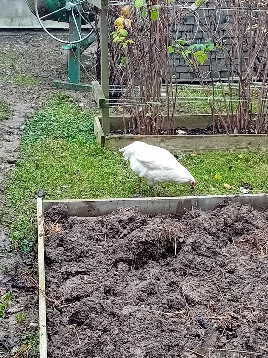 Kohout Česká kropenka,arakauny - 3