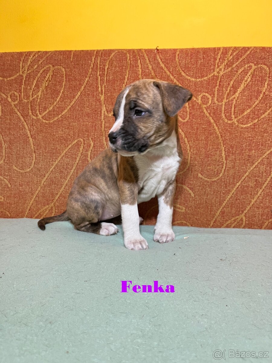 Americky Stafordšírský Terier šteniatka - 3