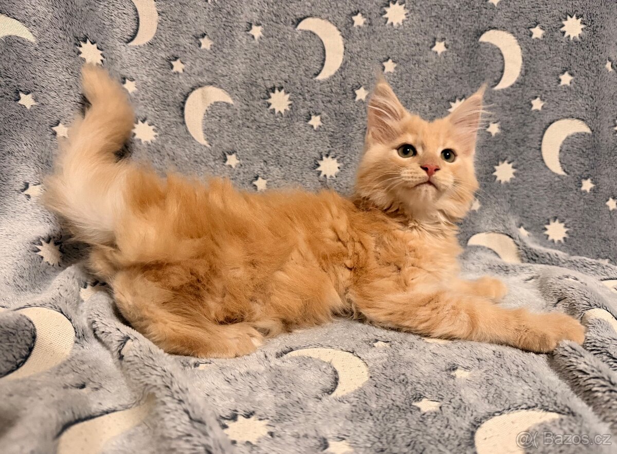 Mainská mývalí - 3