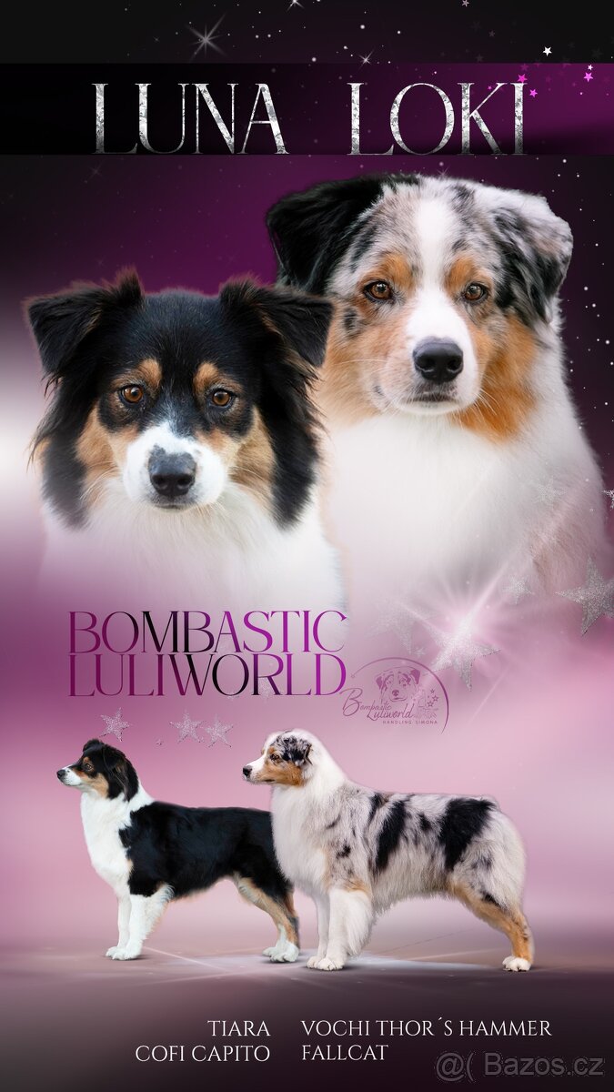 Australský ovčák - fena s PP - 3