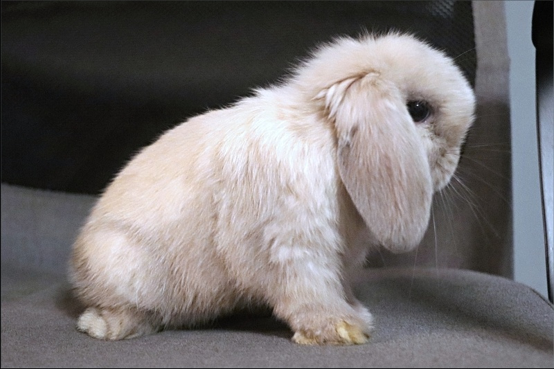 beránek MINILOP 💙 Fordík - 3