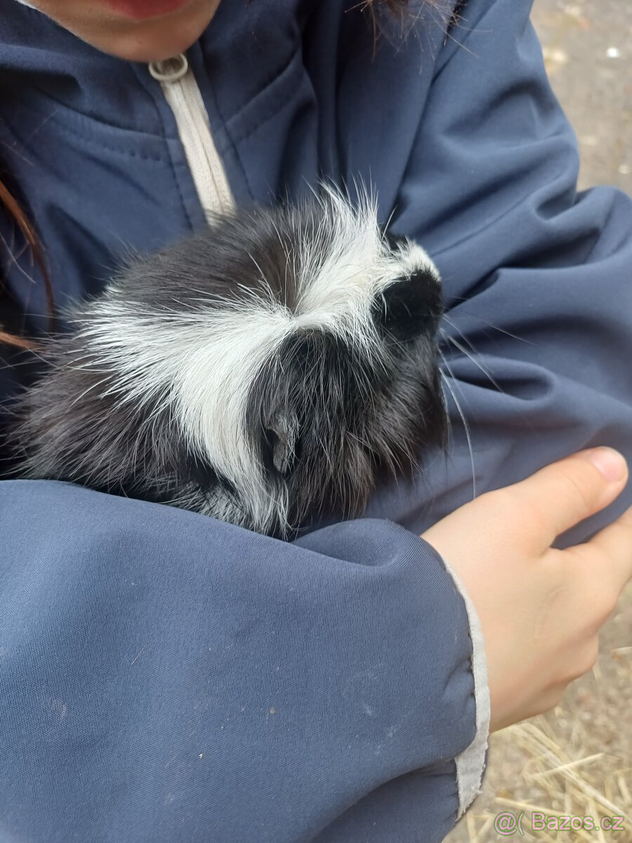 Morče hladkosrsté - 3