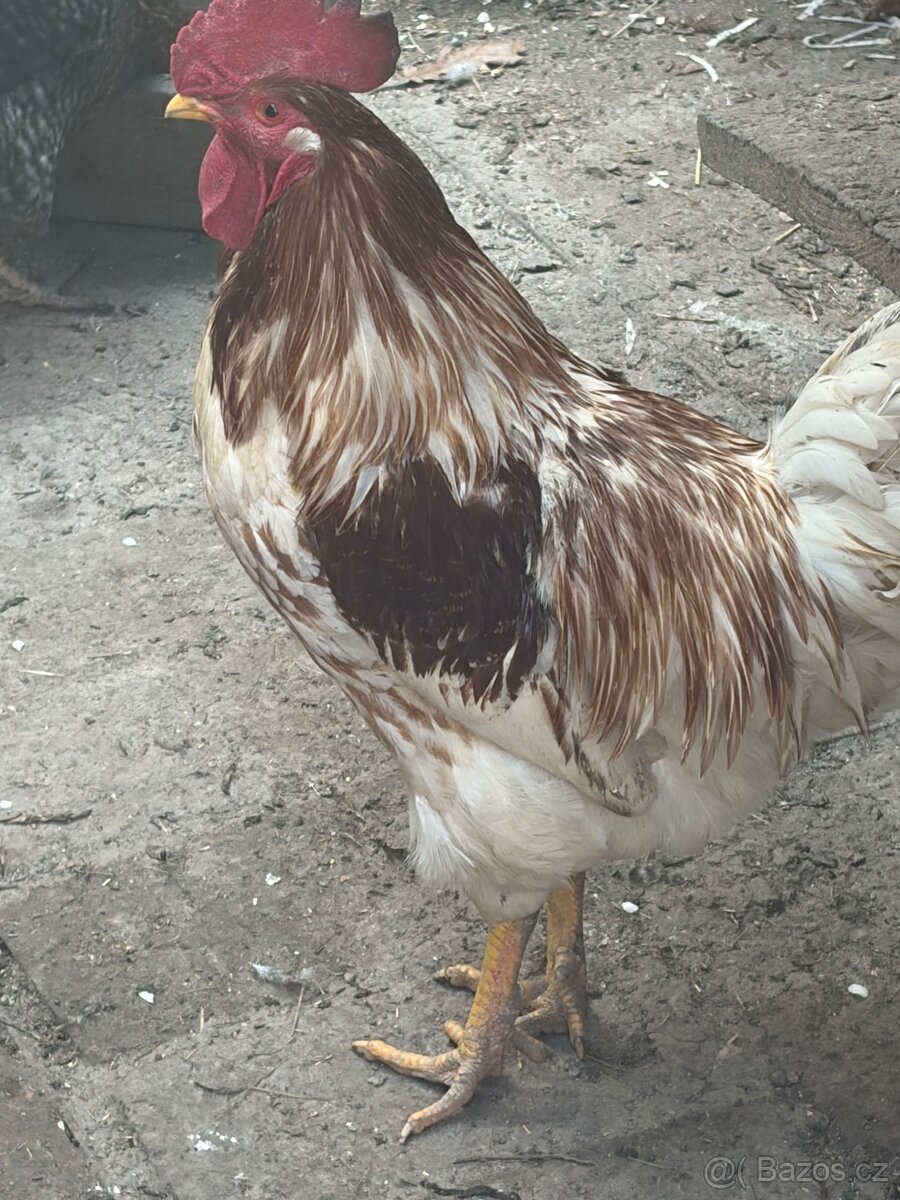 Kohout - 3