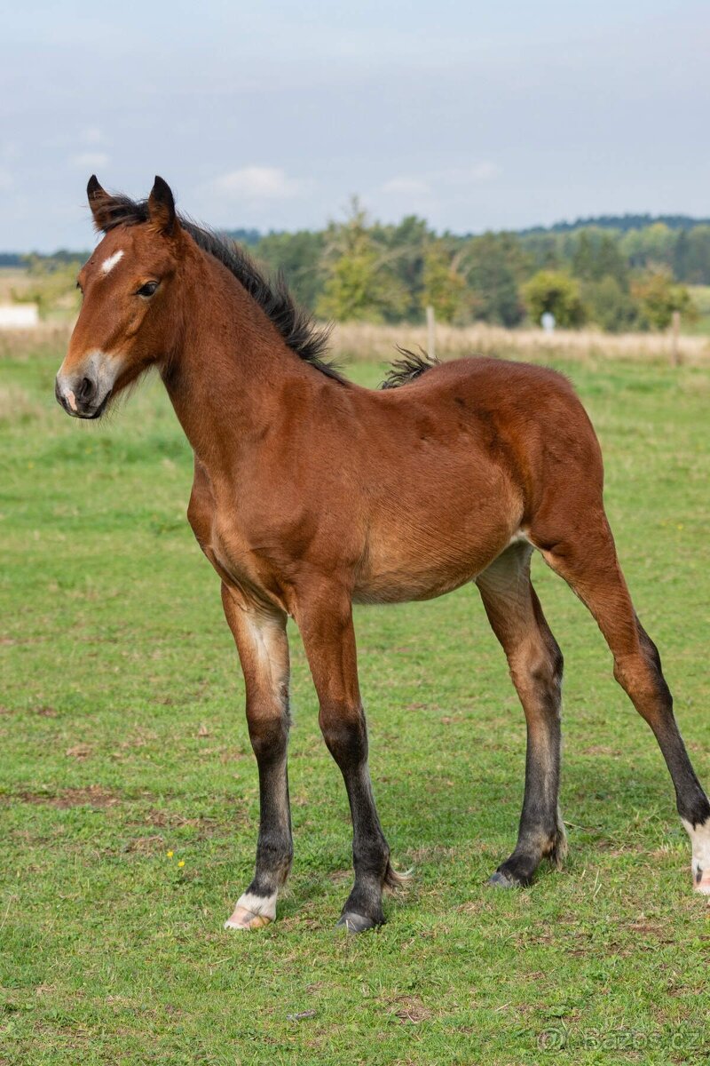 Hřebeček Welsh Cob s PP - 3