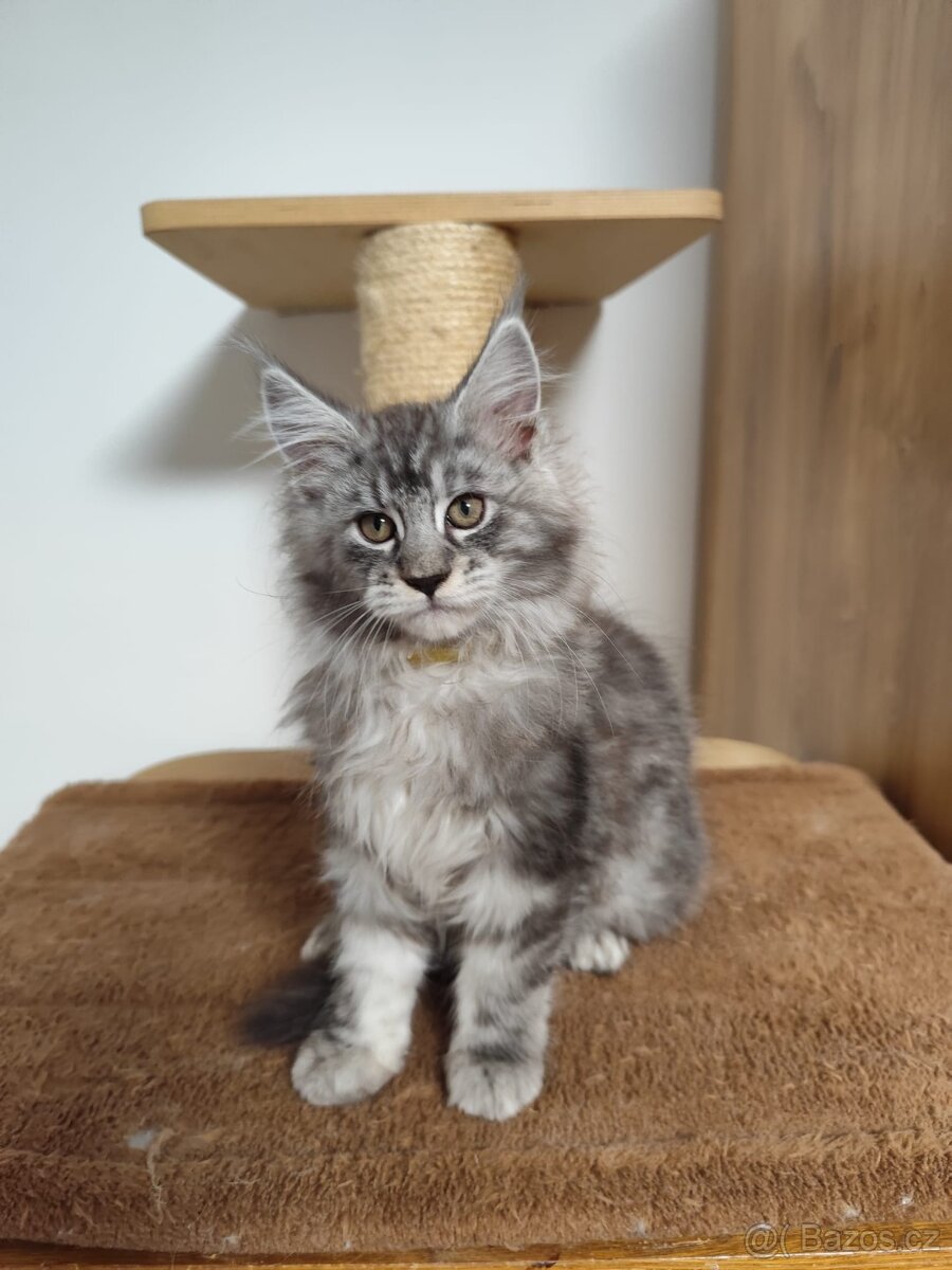 Mainská mývalí koťátka - 3