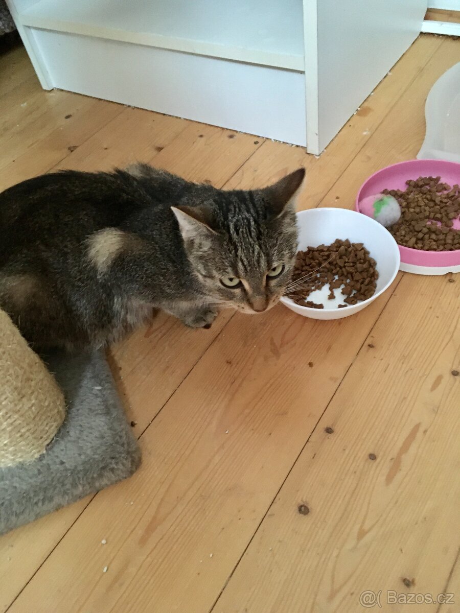 Kočičí maminka - 3