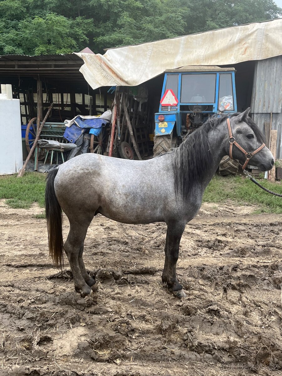 Pony hřebeček - 3