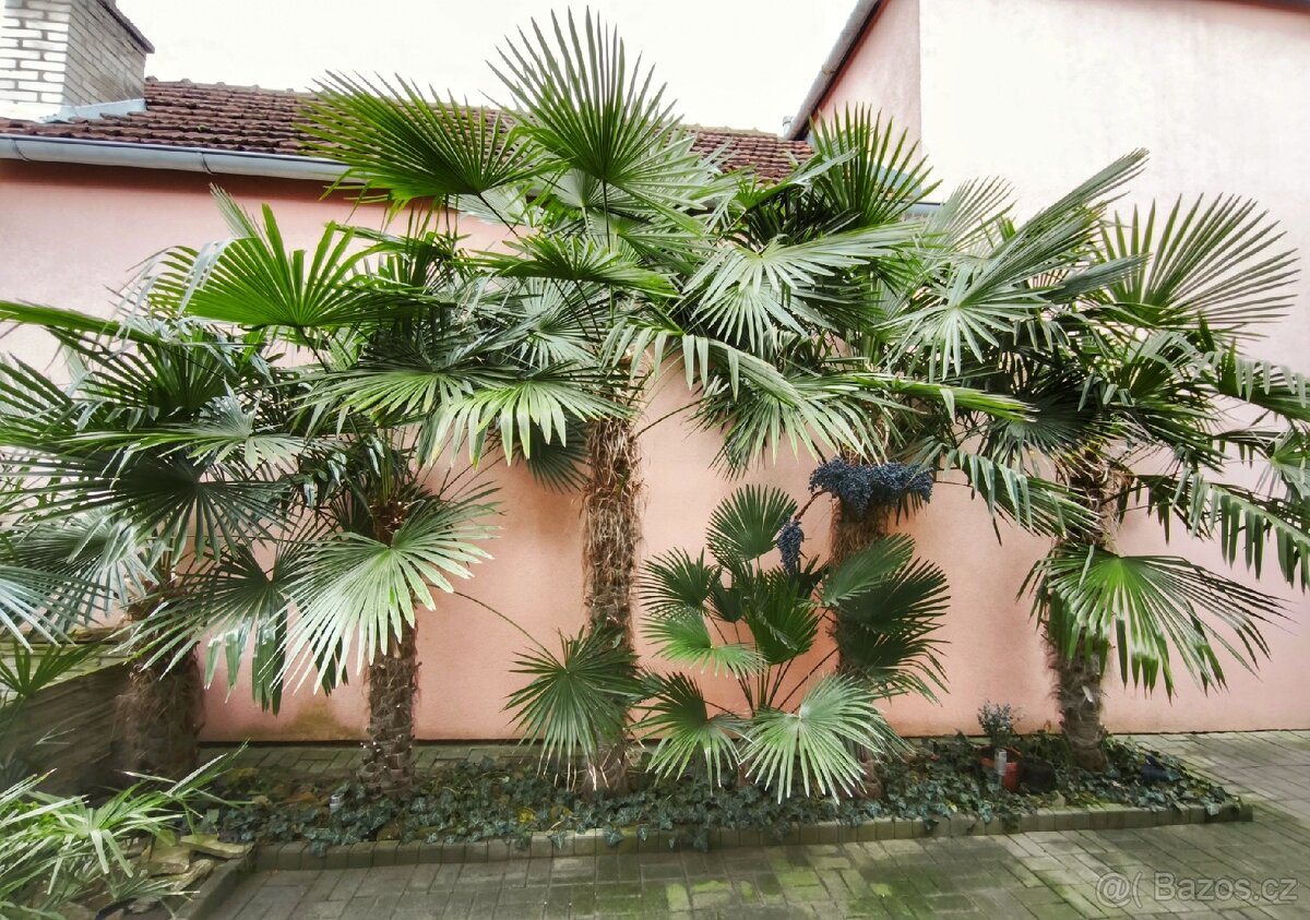 Trachycarpus Fortunej -palma - 3