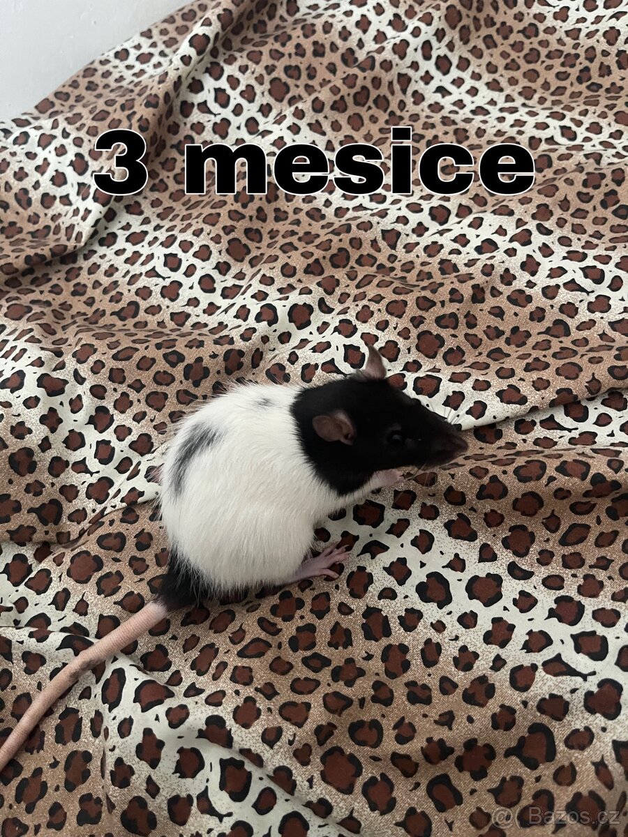 Zdarma – 3 přátelské samičky potkana (Brno) - 3