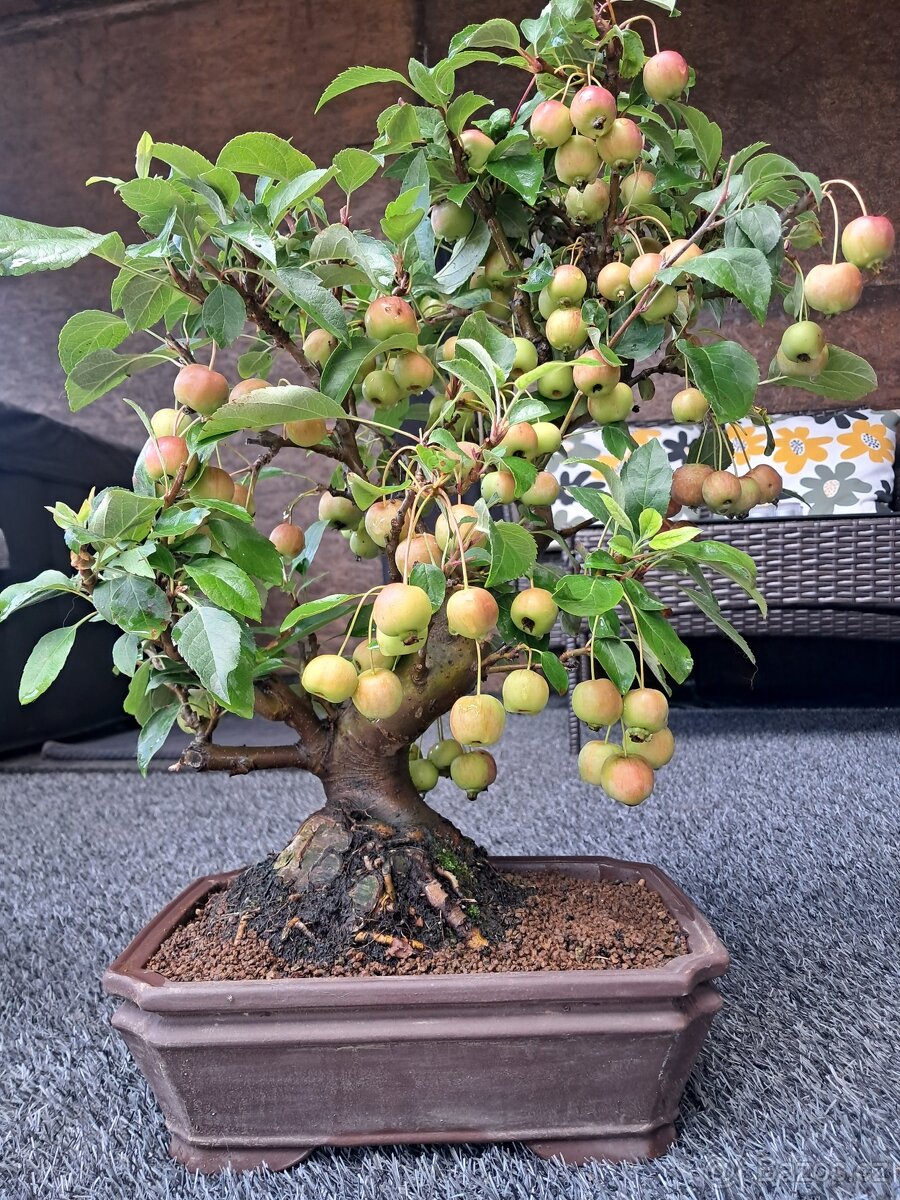 Bonsaj,bonsai Jabloň - 3