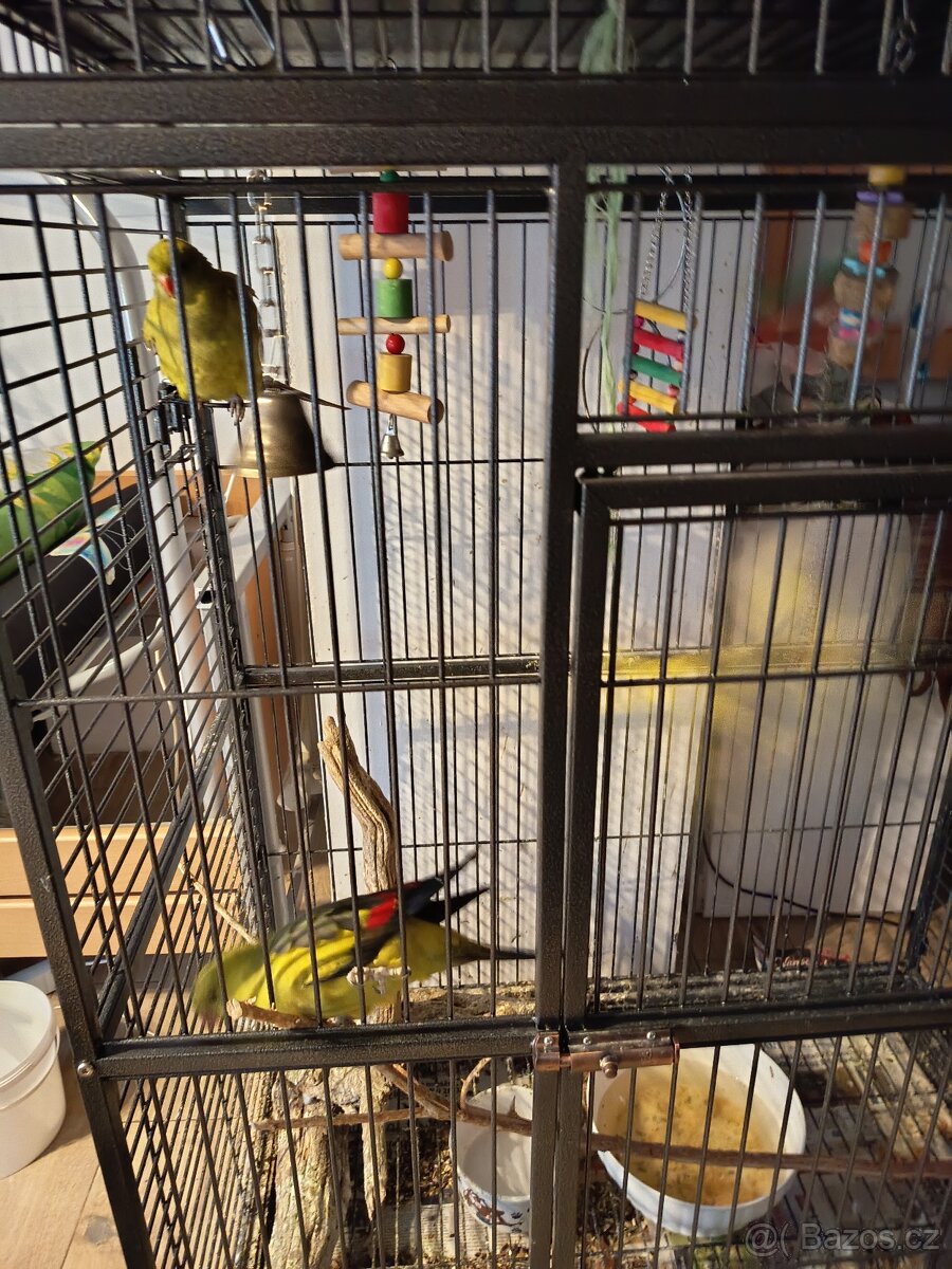 Prodej papoušků - 3