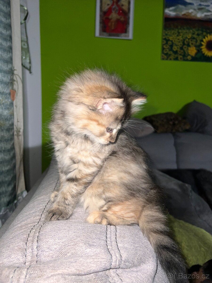 Daruji kotě do dobrých rukou - 3