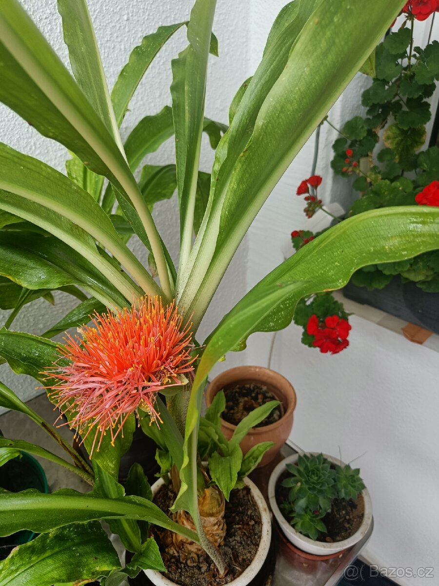 Pokojová květina Krvokvět natálský - 3