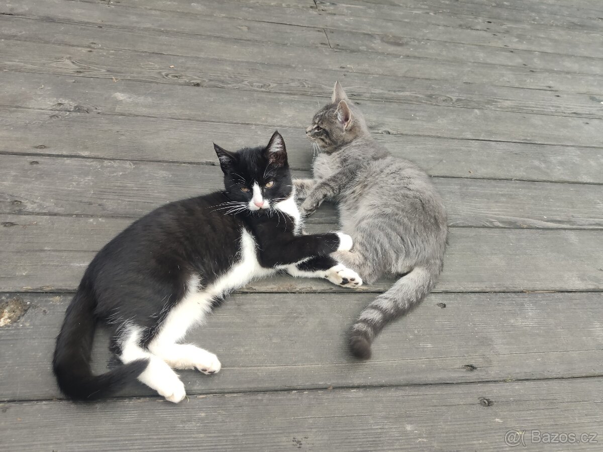 Mainská mývalí - kotě - 3